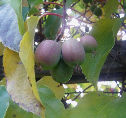 Mini Kiwi (Absolut WINTERHART IN Deutschland) 10 Samen „Selbstbefruchtend“ **Sorte Issai** - 3