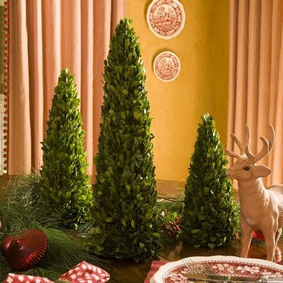 Preserved Boxwood Cones with No Pots, 12-Inch to 20-Inch, Set of 3