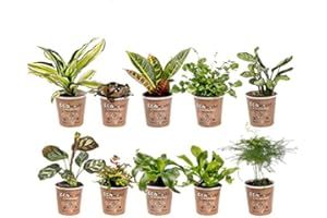 vdvelde.com - Ecoworld Mini Zimmerpflanzen & Farne Mix - 10 Stück Verschiedene Arten - Pflanze Ø6 cm Höhe 8-15 cm - Aus eigener Gärtnerei