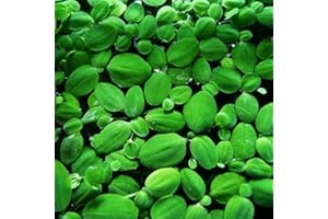 PROXIMUS N1 14x Dwarf Water Lettuce - Live Aquarium Floating Plant for Beginner