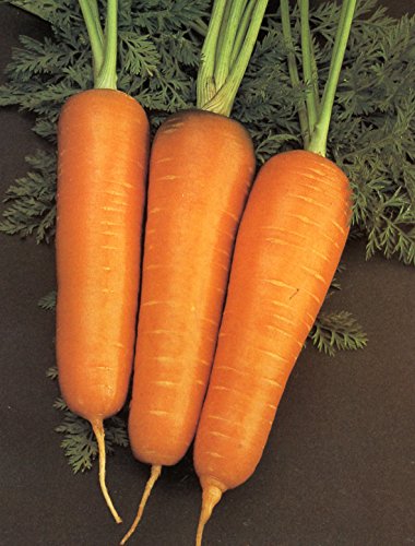PREMIER SEEDS DIRECT- Organic Chantenay Red Core Carrot Seeds, Approx 2000 Seeds