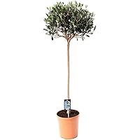 Mein schöner Garten Olivenbaum mit Stamm - 1er Set - Olea europaea - Olivenbaum - Liefergröße: ca. 60 cm - winterhart…