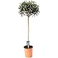 Mein schöner Garten Olivenbaum mit Stamm - 1er Set - Olea europaea - Olivenbaum - Liefergröße: ca. 60 cm - winterhart…