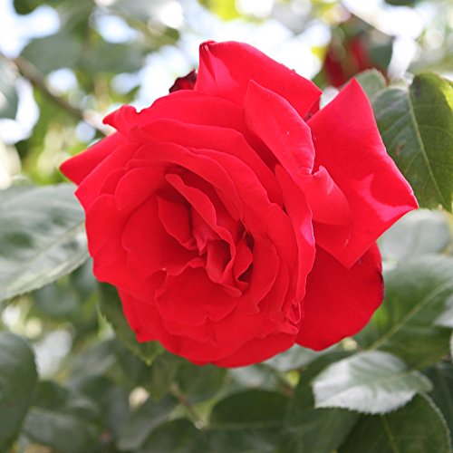 Kletterrose Santana – Kletter-Rose winterhart & duftend – Pflanze für Rankhilfe im 5 Liter Container von Garten Schlüter – Pflanzen in Top Qualität - 2