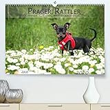 prager rattler kaufen hessen  Prager Rattler(Premium, hochwertiger DIN A2 Wandkalender 2020, Kunstdruck in Hochglanz): Kleiner Hund mit ganz viel Herz (Monatskalender, 14 Seiten ) (CALVENDO Tiere)