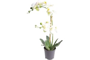 HAFEEHOO Nova-Nature künstliche Orchidee Bora (Orchideen Pflanze/Phalaenopsis) im schwarzen Kunststofftopf mit Rispen, Blättern und Luftwurzeln real Touch (Creme-weiß, ca. 50 cm / 2 Rispen)