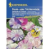 Kiepenkerl Ipomea Carneval di Venezia