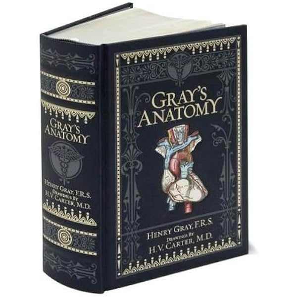 Gray's Anatomy: The Anatomical Basis of Clinical Practice