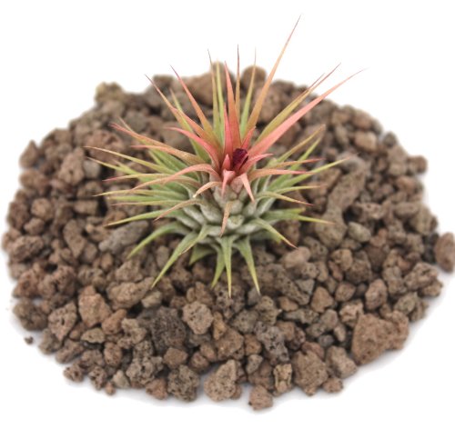 Tillandsia ionantha ionantha – lose Pflanze - 2