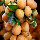 semillas nispero Clima: templado Ncient 5 Semillas de Nísperos Loquat Eriobotrya Japonica Semillas de Frutas Raras Arboles Plantas Flores Bonsai para Jardín Balcon Interior y Exteriores
