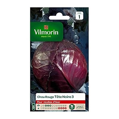 Vilmorin - Chou rouge tete noire 3