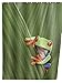 Produktbild WENKO 20958100 Duschvorhang Frog - waschbar, mit 12 Duschvorhangringen, 100 % Polyester, Mehrfarbig