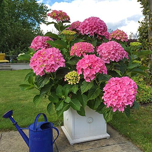 Hydrangea 'Belle Seduction' Giant Flowering Shrub in a 9cm Pot