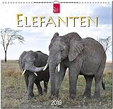 MF-Kalender ELEFANTEN 2019 by 