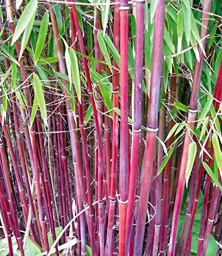 BALDUR-Garten Roter Bambus ‚Chinese Wonder‘, 1 Pflanze - 2
