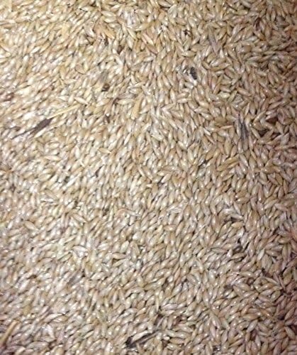 5KG PLAIN CANARY SEED