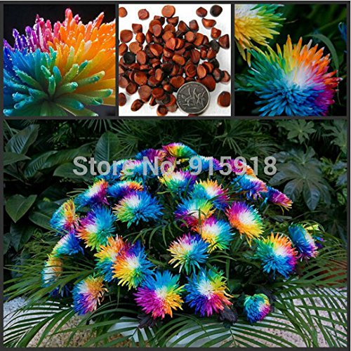 Blumensamen bunte Himalaya-Orchidee Samen 120 eingetopft Orchidee Pflanze schöne Hof Bonsai Blumensamen im Garten DIY