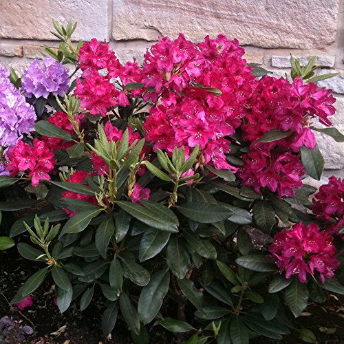 Rhododendron, 2 Liter rot/rosa, 1 Pflanze