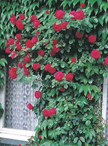 Kletterrose 'Gruß an Heidelberg' -R- im 4 L Container