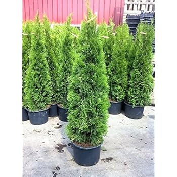 Edel Thuja Smaragd, Topf gewachsen ca100cm, Bestseller