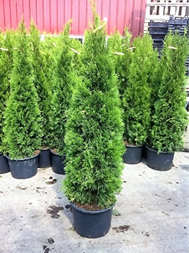 1 Großer Baum Thuja occidentalis Smaragd im Container Gesamthöhe ca.160 cm.