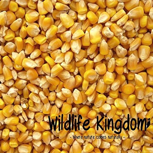 Whole MAIZE (Sweetcorn) Corn Seed Fishing Particle Bait Spod Spodmix Carp Tench (1kg Whole Maize)