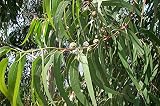  20 semillas - Eucalyptus globulus - eucalipto blanco
