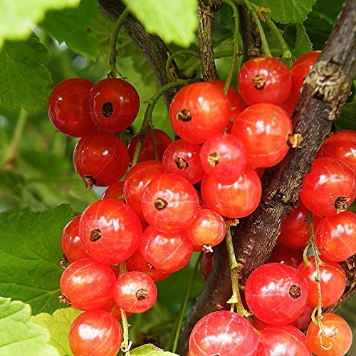 Fruits of Perthshire RCTJVT3L "Jonkheer Van Tets Redcurrant" Plant - Green
