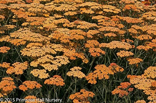 Achillea 'Terracotta', Large 3lt (17cm) Pot, Perennial Yarrow Plant, Semi-Evergreen Perennial Plant, Hardy, Scented,