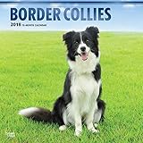 Border Collies 2018 - 18-Monatskalender mit freier DogDays-App: Original BrownTrout-Kalender [Mehrsprachig] [Kalender] (Wall-Kalender) by 