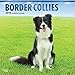 Border Collies 2018 - 18-Monatskalender mit freier DogDays-App: Original BrownTrout-Kalender [Mehrsprachig] [Kalender] (Wall-Kalender) by 