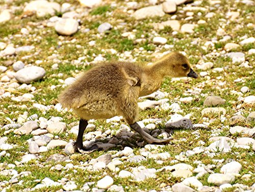 Preisvergleich Produktbild VERO PUZZLE 59603 Tierwelt - Gänseküken, 2000 Teile in Hochwertiger, cellophanierter Puzzle-Schachtel