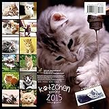 Image de Kittens 2015 Calendar