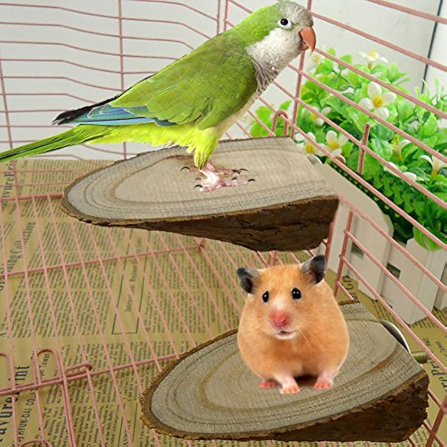 Steellwingsf Pet Parrot Bois Plate Forme Support Rack Jouet