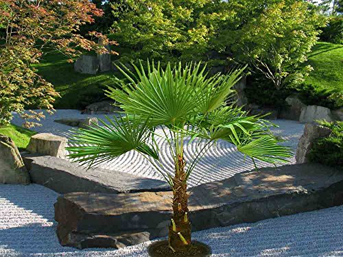 PROMOTION AKTION Extrem Frostharte Große Hanfpalme ca. 140-160 cm.Gesamthöhe Frosthart bis -17 Grad zeitlich begrenzt - 2