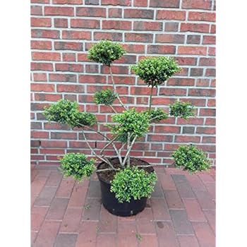 Gartenbonsai / PonPon, Koniferen Formschnitt mit grünen