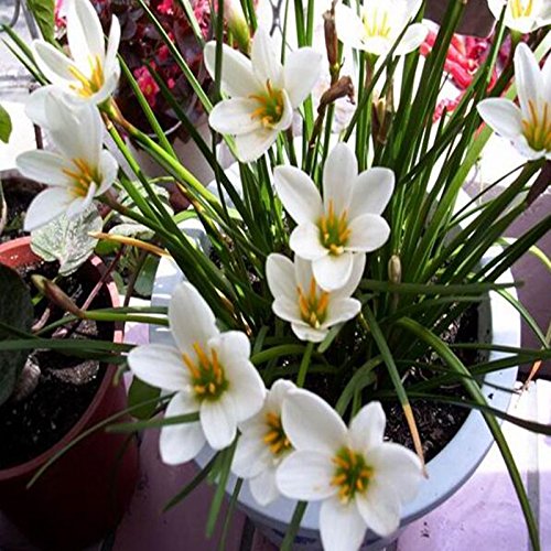 100 Samen / pack Regen-Lilie, Zephyr, Zwiebeln Orchideenarten Schöne Blumensamen für Haus und Garten - 3