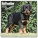 Rottweiler Puppies - Rottweiler Welpen 2018: Original Avonside-Kalender [Mehrsprachig] [Kalender] (Wall-Kalender) by 