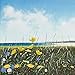 Price comparison product image "Across the Machair" art landscape greeting card by Heather Blanchard. Painting of wildflowers with sea and beach in background. Printed on high quality textured art paper. Blank on the inside for all occasions with white envelope included.