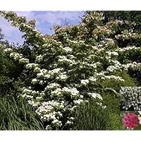Cornus kousa bot. Art - Chinesischer Blumenhartriegel