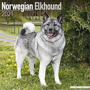 norwegian inuit dog