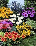 Amazon.de Pflanzenservice Stauden-Sortiment  'Leuchtendes...