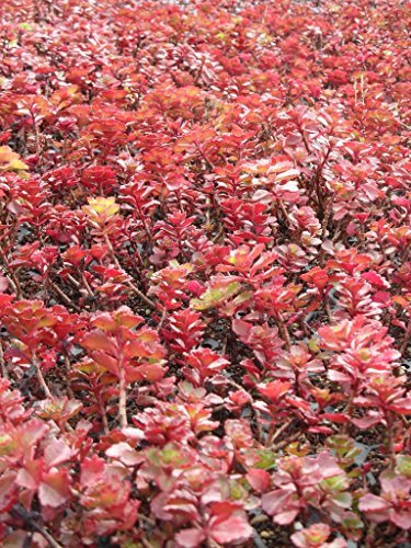 Sedum spurium Purpurteppich, 100 Pflanzen - 7