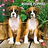 Boxer Puppies 2012 by 