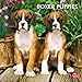 Boxer Puppies 2012 by 