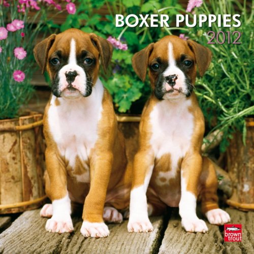 Boxer Puppies 2012