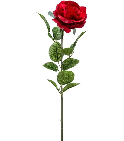 Rosa albicocca Grace inglese - Vittori Vivai Forlì Cesena