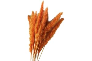 YIWOYI 15pcs Natural Dried Reed Grass,fluffy Pampas Grass Flower,artificial Flowers In Vase, Vase Door Wreath Decor In Home &kitchen (Orange)