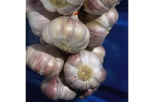 Garlic Eden Rose Garden Plant Hardy Bulb Vegetable Plant Autumn Planting 2 Bulbs by Thompson & Morgan (2)