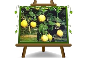 EURO PLANTS VIVAI Cotogni Melocotogno - ancienne plante fruitière - arbre sur 20 pots - 170 cm max - 2 ans